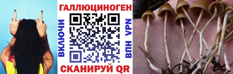 купить наркоту  Сальск  Псилоцибиновые грибы ЛСД 