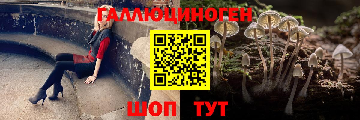 Псилоцибиновые грибы Psilocybe Сальск